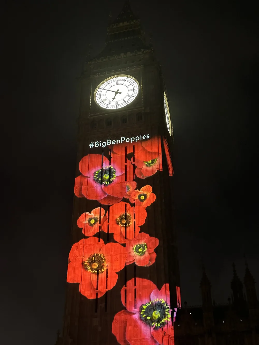 Poppies projected across the Elizabeth Tower at night for remembrance